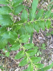 Lithospermum helleri