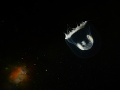 Ptychogena lactea