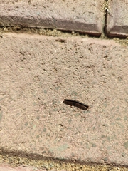 Asiomorpha coarctata