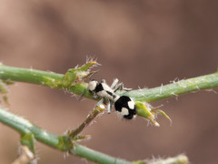 Reedomutilla