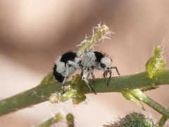 Reedomutilla