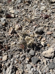 Dasyochloa pulchella