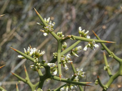 Hualania colletioides