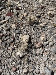 Dasyochloa pulchella