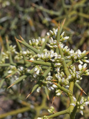 Hualania colletioides