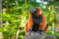 Red Ruffed Lemur photo 3