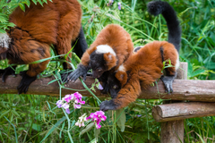 Red Ruffed Lemur photo 4