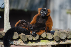 Red Ruffed Lemur photo 5