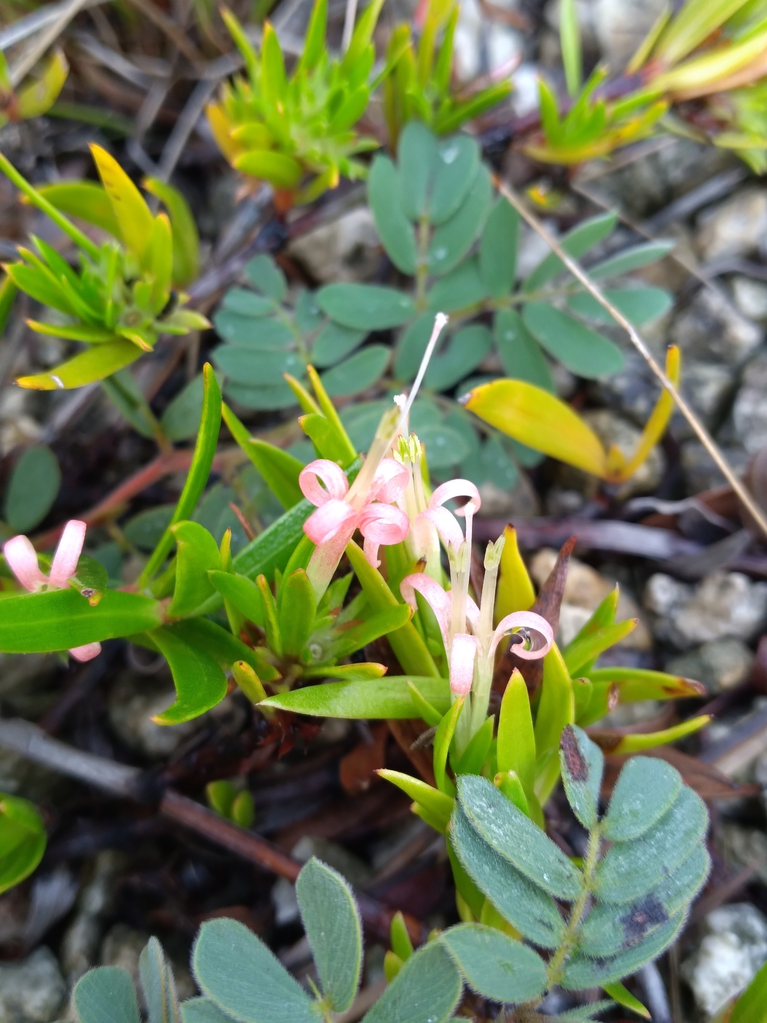 Coker's Beach Creeper (Ernodea cokeri)