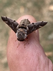 Atriadops vespertilio