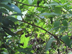 Phyllergates cucullatus