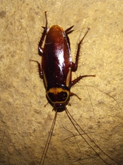 Periplaneta australasiae image