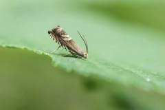 Grapholita delineana