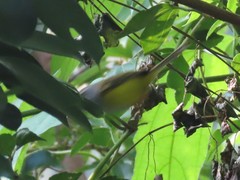 Phyllergates cucullatus