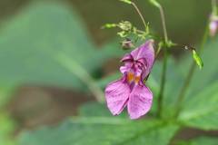 Impatiens textorii