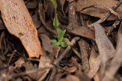 Pterostylis crispula