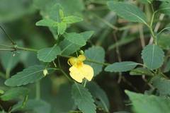 Impatiens noli-tangere
