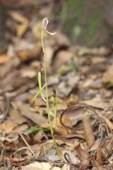 Cymbidium macrorhizon