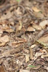 Cymbidium macrorhizon