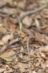 Cymbidium macrorhizon