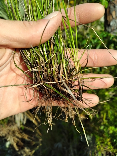 Florida Whitetop (Rhynchospora floridensis)