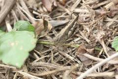 Trilophidia annulata