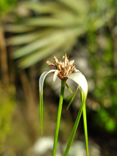 Image of Rhynchospora floridensis by (c) Scott Ward, some rights reserved (CC BY)