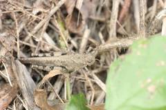 Trilophidia annulata