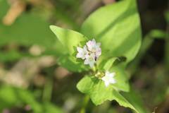 Persicaria thunbergii