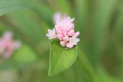 Persicaria thunbergii