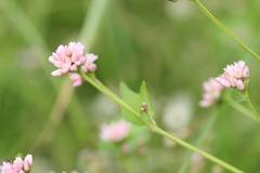 Persicaria thunbergii