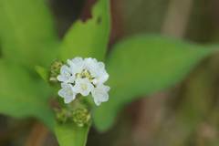 Persicaria thunbergii