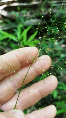 Dichanthelium dichotomum