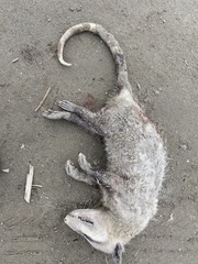 Didelphis marsupialis