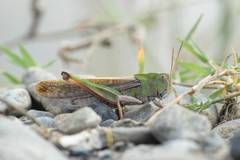Locusta migratoria