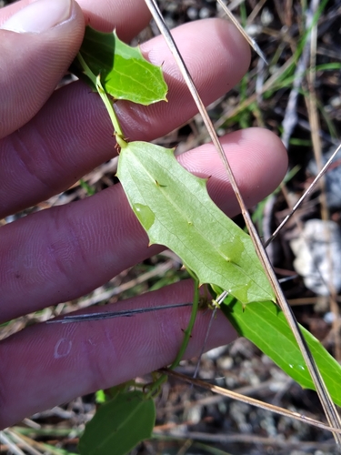 Smilax havanensis (Smilax havanensis)