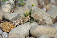 Aiolopus thalassinus tamulus