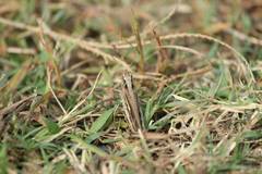 Aiolopus thalassinus tamulus