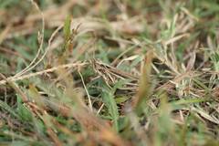 Aiolopus thalassinus tamulus