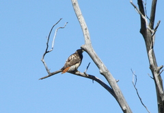 Buteo jamaicensis