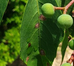 Phyllosticta parthenocissi