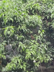 Nyctanthes arbor-tristis