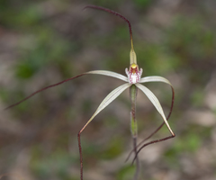 Caladenia dimidia