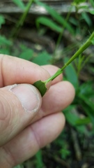 Dichanthelium dichotomum