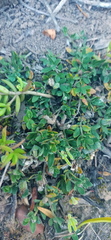 Ruellia pilosa