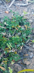 Ruellia pilosa