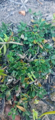 Ruellia pilosa