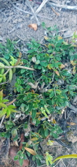 Ruellia pilosa