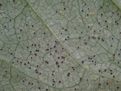 Phyllactinia fraxini