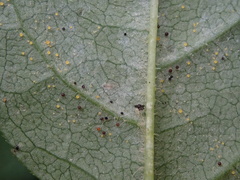 Phyllactinia fraxini